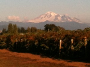 Mount Baker from Raspberry Fields