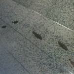 fishes